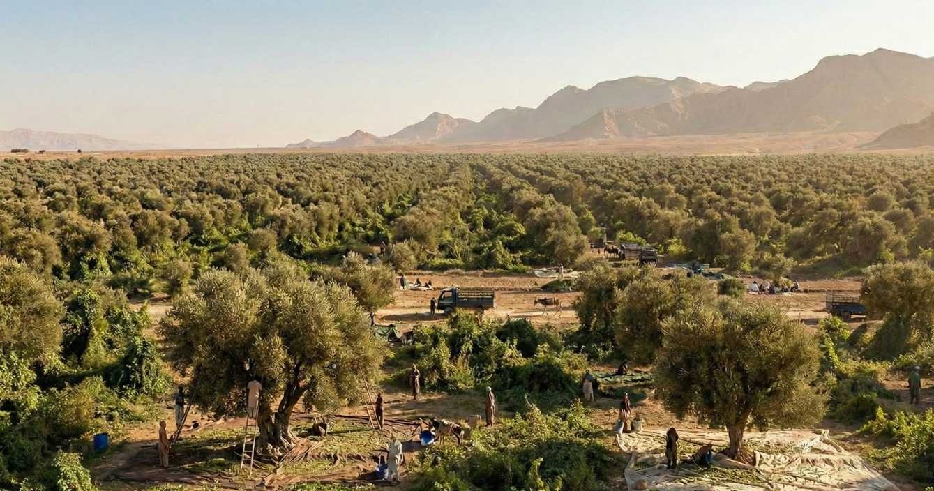 olive farms in loralai
